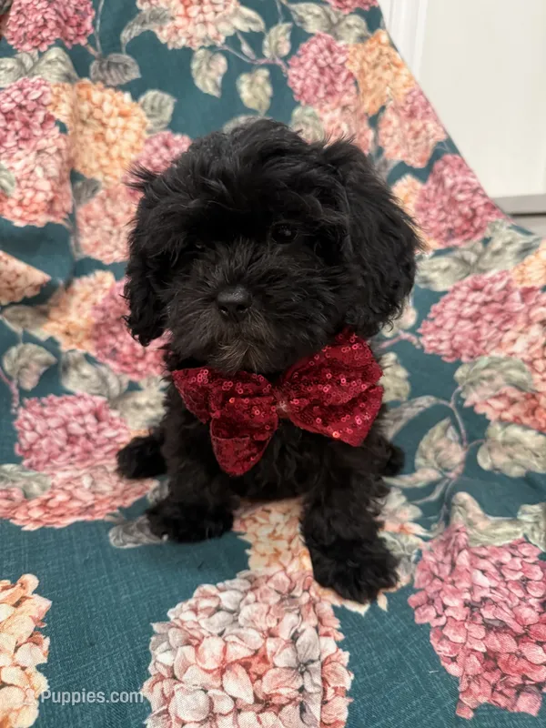 Zander  – Shihpoo puppy for sale in Merritt Island, FL