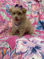 Lilly , a female Yorkipoo for sale in Merritt Island, FL – 8 of 10