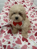 Peaches 🍑 , a male Maltipoo for sale in Merritt Island, FL – 5 of 9
