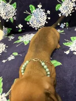 Izzy , a female Miniature Dachshund for sale in Merritt Island, FL – 8 of 9