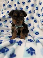 Cooper , a male Yorkshire Terrier for sale in Merritt Island, FL – Photo 1 of 8