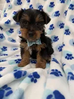 Cooper , a male Yorkshire Terrier for sale in Merritt Island, FL – Photo 6 of 8