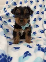 Cooper , a male Yorkshire Terrier for sale in Merritt Island, FL – Photo 8 of 8