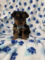 Cooper , a male Yorkshire Terrier for sale in Merritt Island, FL – Photo 4 of 8