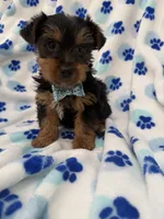 Cooper , a male Yorkshire Terrier for sale in Merritt Island, FL – Photo 5 of 8