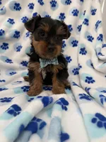Cooper , a male Yorkshire Terrier for sale in Merritt Island, FL – Photo 3 of 8