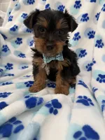 Cooper , a male Yorkshire Terrier for sale in Merritt Island, FL – Photo 2 of 8