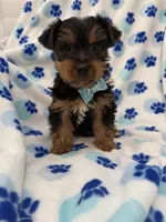 Cooper , a male Yorkshire Terrier for sale in Merritt Island, FL – Photo 7 of 8