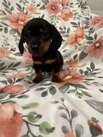 Sprout , a male Miniature Dachshund for sale in Merritt Island, FL – 3 of 6