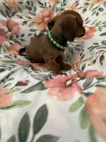 Winnie , a female Miniature Dachshund for sale in Merritt Island, FL – 7 of 8