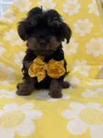 Zeus , a male Yorkipoo for sale in Merritt Island, FL – 8 of 8