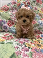 Lilly , a female Maltipoo for sale in Merritt Island, FL – 6 of 10