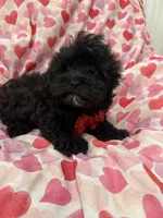 Pepper , a male Shihpoo for sale in Merritt Island, FL – Photo 7 of 8