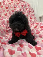 Pepper , a male Shihpoo for sale in Merritt Island, FL – Photo 6 of 8