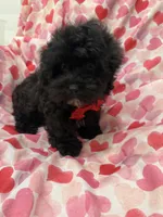 Pepper , a male Shihpoo for sale in Merritt Island, FL – Photo 4 of 8