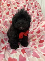 Pepper , a male Shihpoo for sale in Merritt Island, FL – Photo 5 of 8