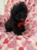 Pepper , a male Shihpoo for sale in Merritt Island, FL – Photo 8 of 8