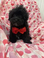 Pepper , a male Shihpoo for sale in Merritt Island, FL – Photo 1 of 8