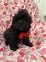 Pepper , a male Shihpoo for sale in Merritt Island, FL – Photo 3 of 8