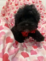 Pepper , a male Shihpoo for sale in Merritt Island, FL – Photo 2 of 8