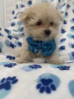 Teddy , a male Morkie for sale in Merritt Island, FL – 3 of 9