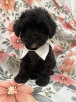 Oreo , a male Shihpoo for sale in Merritt Island, FL – 8 of 8
