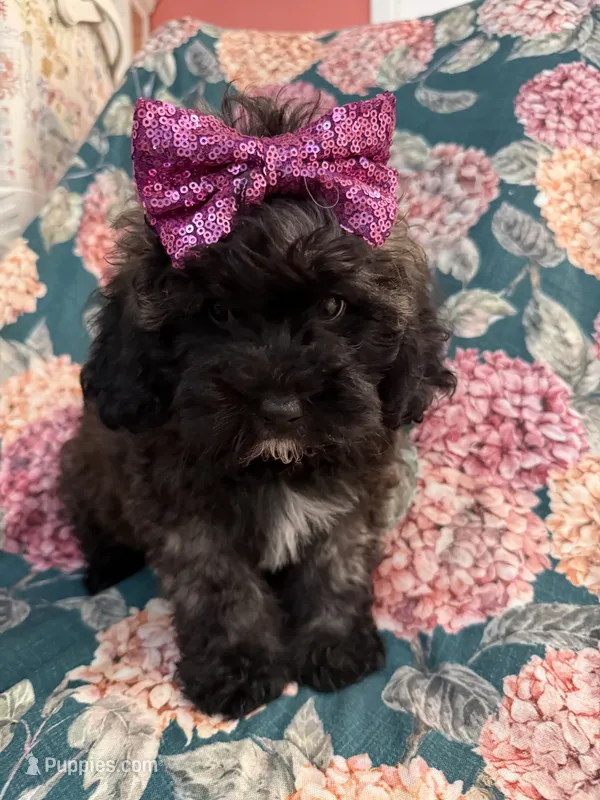 Zoey  – Shihpoo puppy for sale in Merritt Island, FL