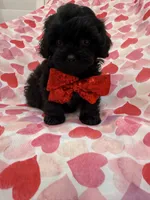 Hunter , a male Shihpoo for sale in Merritt Island, FL – 1 of 9