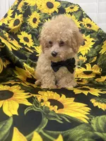 Peaches 🍑 , a male Maltipoo for sale in Merritt Island, FL – 7 of 9