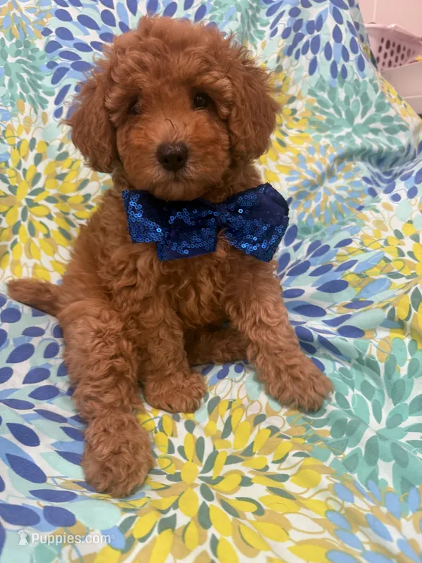 Riley  – Poodle - Miniature  puppy for sale in Merritt Island, FL