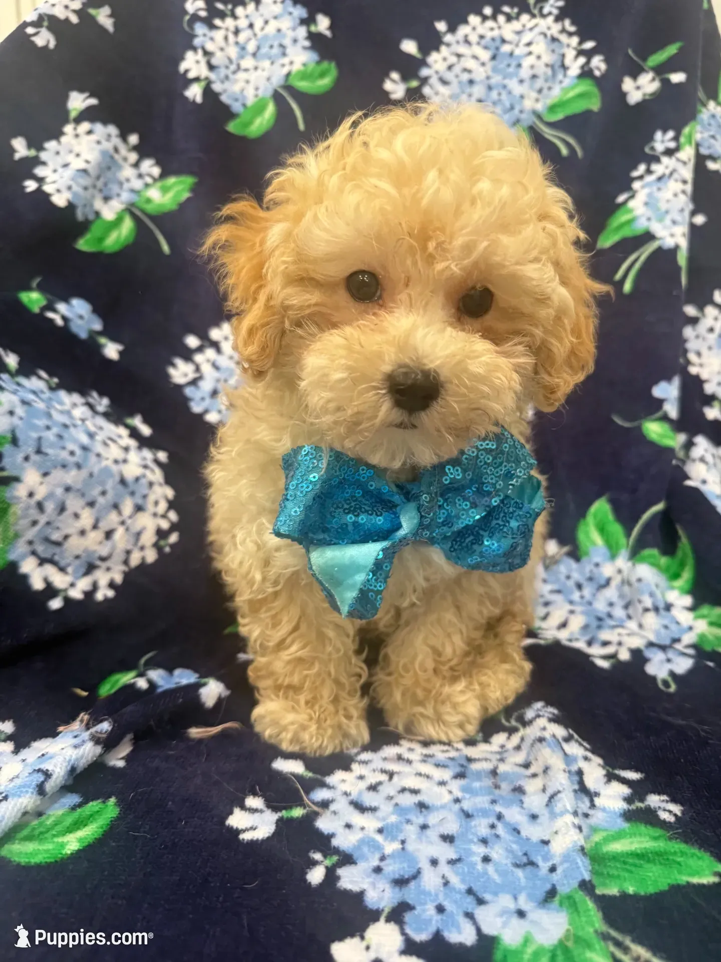 Peaches 🍑 , a male Maltipoo for sale in Merritt Island, FL – 9 of 9