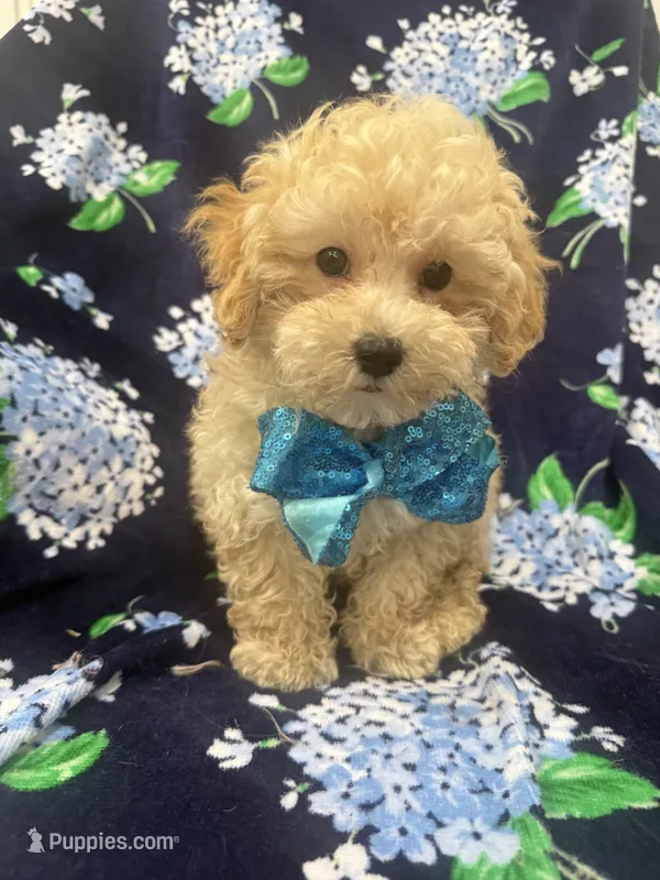 Peaches 🍑  – Maltipoo puppy for sale in Merritt Island, FL