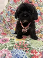 Zoey , a female Shihpoo for sale in Merritt Island, FL – 2 of 9