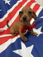 Tater Tot , a male Miniature Dachshund for sale in Merritt Island, FL – 3 of 9