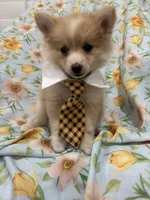 Mr. Fox, a male Pomeranian for sale in Merritt Island, FL – 3 of 10