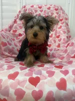 Cooper , a male Yorkshire Terrier for sale in Merritt Island, FL – 5 of 9