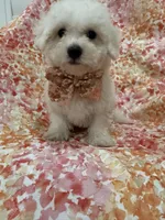Scooter , a male Bichon Frise for sale in Merritt Island, FL – 2 of 6