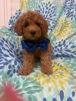 Riley , a male Poodle - Miniature  for sale in Merritt Island, FL – 5 of 10