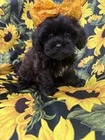 Jade , a female Shihpoo for sale in Merritt Island, FL – 5 of 10