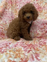 Riley , a male Poodle - Miniature  for sale in Merritt Island, FL – 2 of 10