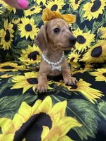 Daisy , a female Miniature Dachshund for sale in Merritt Island, FL – 8 of 10