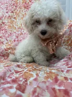 Remi , a male Maltipoo for sale in Merritt Island, FL – 2 of 8