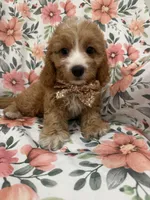 Colby , a male Cavapoo for sale in Merritt Island, FL – 3 of 10
