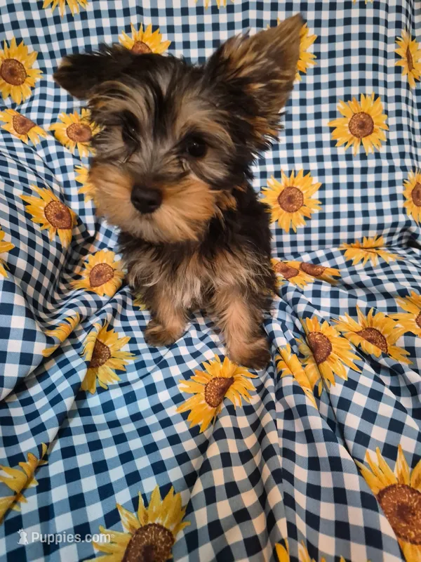 Teddy  – Yorkshire Terrier puppy for sale in Merritt Island, FL