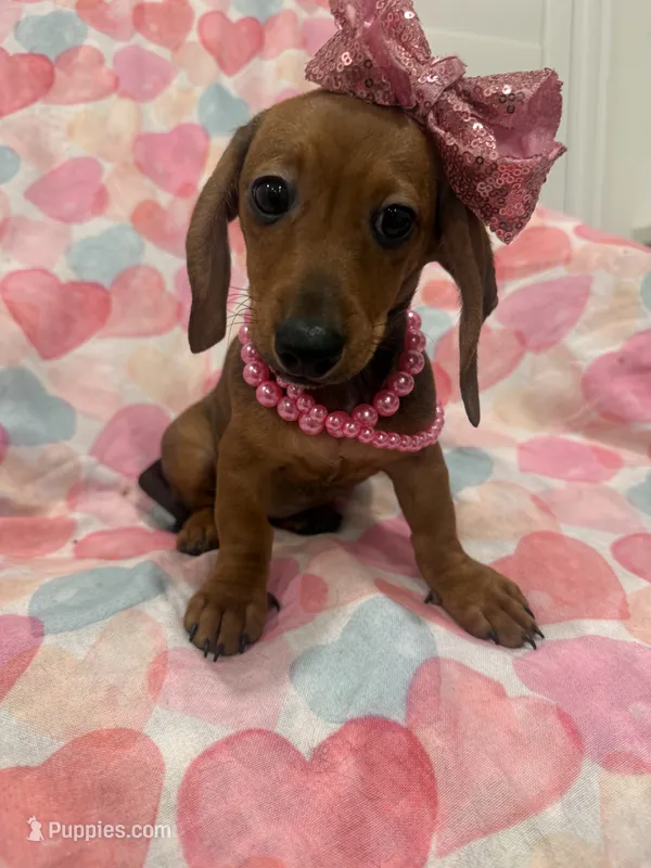 Winnie  – Miniature Dachshund puppy for sale in Merritt Island, FL