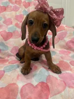 Winnie , a female Miniature Dachshund for sale in Merritt Island, FL – 8 of 10