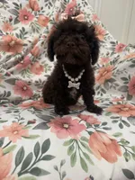 Zoey , a female Poodle - Toy  for sale in Merritt Island, FL – 8 of 10