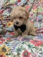 Peaches 🍑 , a male Maltipoo for sale in Merritt Island, FL – 6 of 9