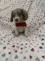 Nathan , a male Miniature Dachshund for sale in Merritt Island, FL – 5 of 10