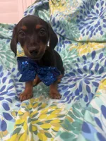 Tucker , a male Miniature Dachshund for sale in Merritt Island, FL – 5 of 5
